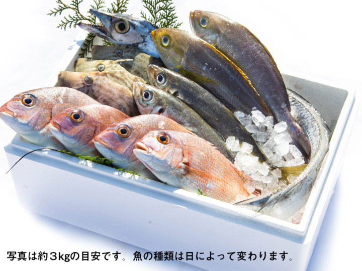 【天草ブランド天然鮮魚】魚屋さんが選ぶ四人前コース （約3kg/二日分） 1人前１食分あたり約685円